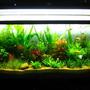 90 gallons planted tank (mostly live plants and fish) - My Planted Beauty........