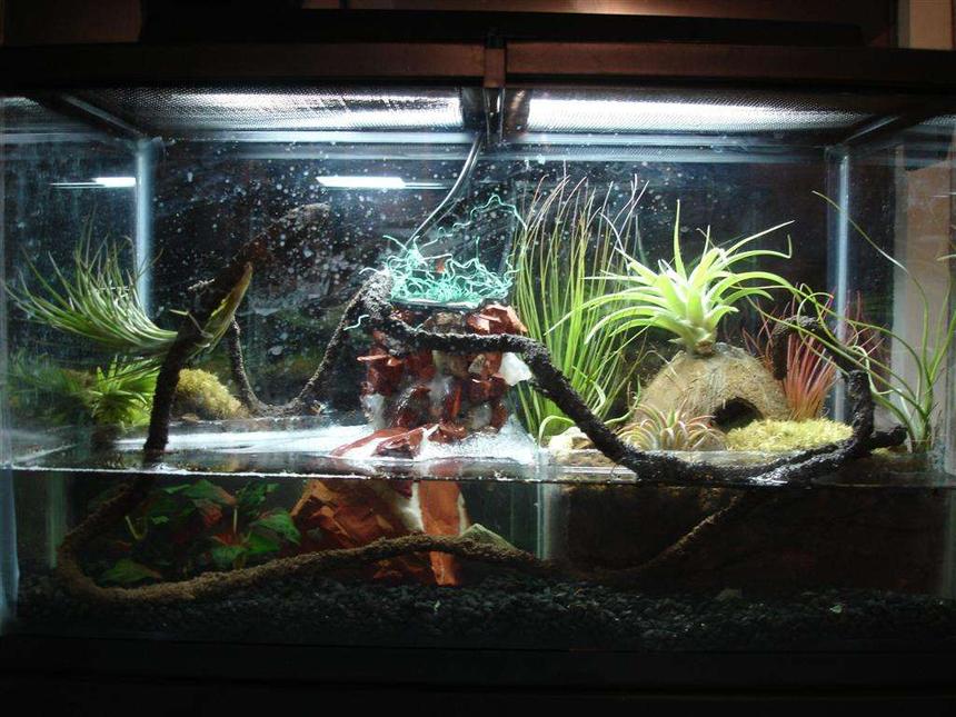 Rated #257: 10 Gallons Freshwater Fish Tank - Hello this is a Frog habitat vivarium it is custom made by myself. This is 10 gallons, about two gallons of water. Those are exotic air plants. That is a standard 10 gallon in tank filter, with red jasper, rose and regular quartz I siliconed on it to make it look more natural. My two gray tree frogs are doing GREAT now I have 8 neon tetras in it and every now and then the frogs try to eat them, sometimes they succeed.