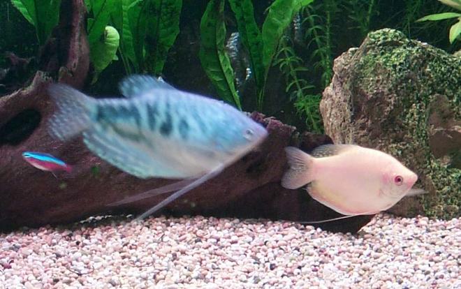 freshwater fish - trichogaster trichopterus - opaline gourami stocking in 106 gallons tank - The Opaline Gourami and Gold Gourami. My favourite fish, which sadly passed away. The blue one went into fits mysteriously all of a sudden and I think it hit its head on the reflectors. Gold one passed away a couple days later. Water parameters all tested fine.