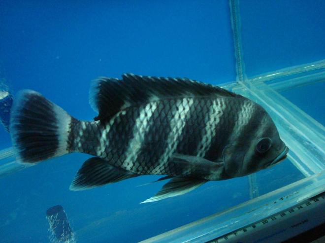 freshwater fish - tilapia buttikoferi - zebra tilapia stocking in 138 gallons tank - my hungry Zebra . (Tilapia buttikoferi)