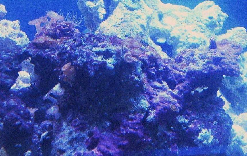Rated #85: Corals Inverts - Zoanthus Sp. - Colony Polyp Stocking In 30 Gallons Tank - A small colony of Orange Zoo's. Sorry for the bad angle and color, still experimenting with new camera.