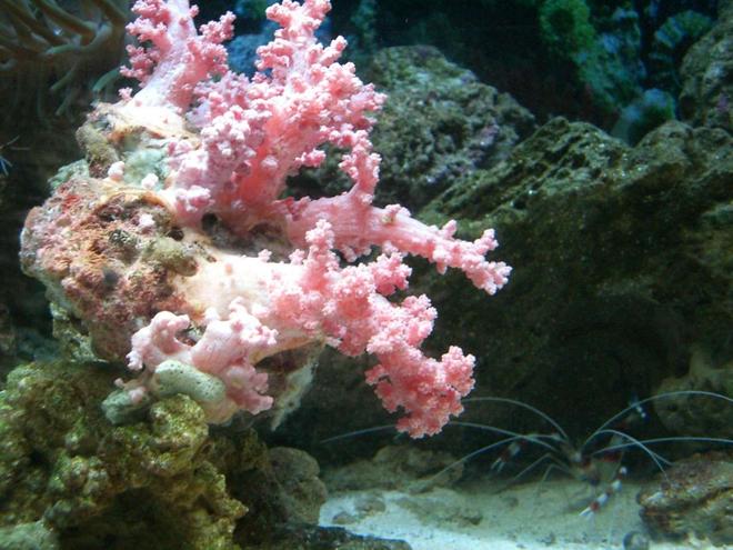 corals inverts - dendronephthya sp. - carnation tree coral stocking in 150 gallons tank - ..
