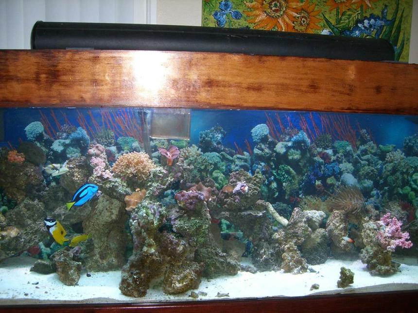 Rated #124: 150 Gallons Reef Tank - ...