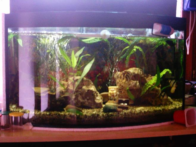 20 gallons freshwater fish tank (mostly fish and non-living decorations) - new  tank