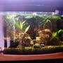 20 gallons freshwater fish tank (mostly fish and non-living decorations) - new tank
