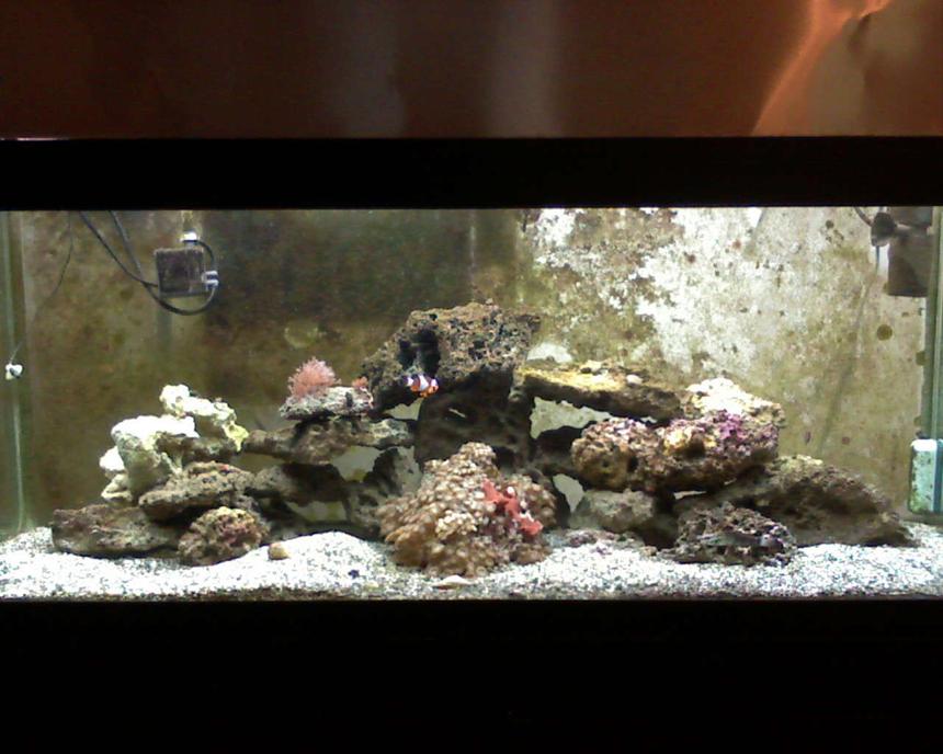 Rated #79: 75 Gallons Saltwater Fish Tank - New to the game. A 75 g