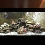 75 gallons saltwater fish tank (mostly fish, little/no live coral) - New to the game. A 75 g