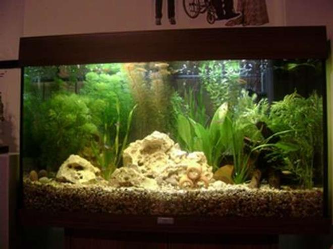 50 gallons planted tank (mostly live plants and fish) - newest