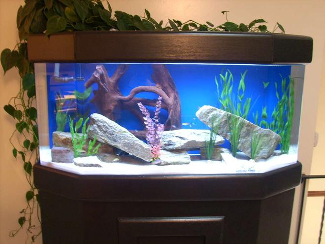 65 gallons freshwater fish tank (mostly fish and non-living decorations) - 65 Hex Front, Flat back acrylic. White sand substrate, rocks, driftwood, and artificial plants. You can see some of the rasboras and neons, but my Discus are hiding...I think the first shot I messed up with the flash scared 'em. Custom stand and canopy by me.