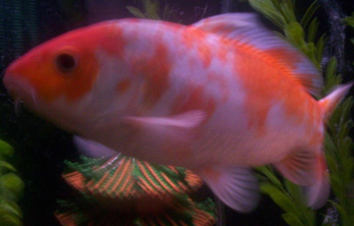 freshwater fish - cyprinus carpio - koi stocking in 55 gallons tank - 8 1/2 INCH KOI