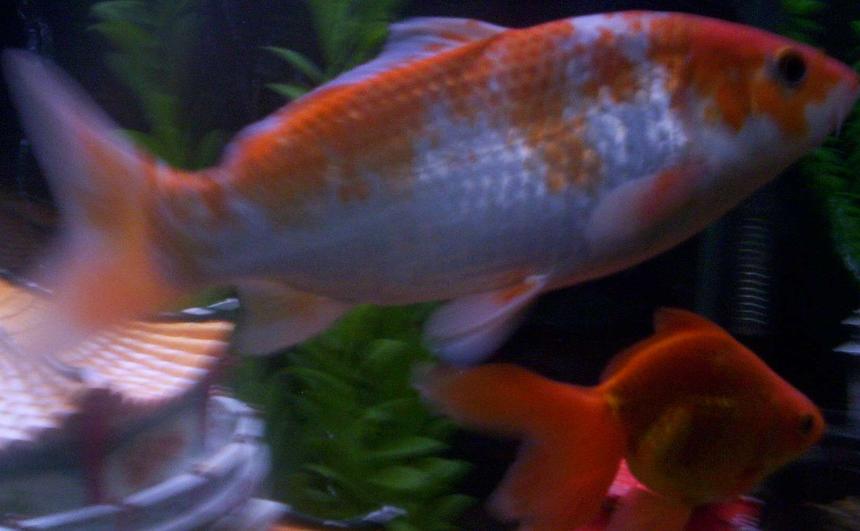 Rated #2377: Freshwater Fish - Carassius Auratus - Fantail Goldfish Stocking In 55 Gallons Tank - GOLDIE & coy
