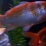 freshwater fish - carassius auratus - fantail goldfish stocking in 55 gallons tank - GOLDIE & coy
