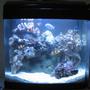 fish tank picture - 1 WEEK OLD My 16 litre (4 gallon) reef tank : )