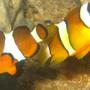 saltwater fish - amphiprion percula - percula clownfish stocking in 4 gallons tank - Percula Clownfish (Amphiprion Percula) & Maroon Clownfish (Premnas Biaculeatus)