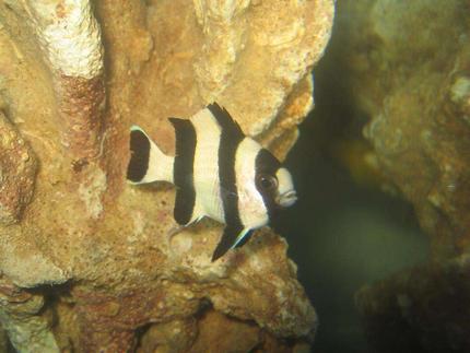 saltwater fish - dascyllus aruanus - three stripe damselfish stocking in 4 gallons tank - Three Striped Damselfish (Dascyllus Aruanus)