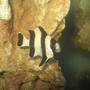 saltwater fish - dascyllus aruanus - three stripe damselfish stocking in 4 gallons tank - Three Striped Damselfish (Dascyllus Aruanus)