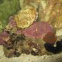corals inverts - actinodiscus sp. - red mushroom stocking in 4 gallons tank - Hermit crab on mushroom