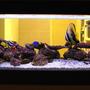 150 gallons saltwater fish tank (mostly fish, little/no live coral) - Saltwater Fish Tank with Coral Rock: 1 x Batfish, 4 x Clown Fish, 2 x Blue Damsel, 1 x Moon Wrasse, 1 x Tear Drop Butterfly, 1x MaroonClown Fish, 1x Heniochus Butterfly, 1 x Blue Hippo Tang, 1 x Lemon Damsel, 1 x Red Coris Wrasse, 1 x Copper Banded Butterfly, 2 xYellow Belly Damsel, 1 x Six Line Wrasse, Orbicula Puffer, Miniatus Grouper