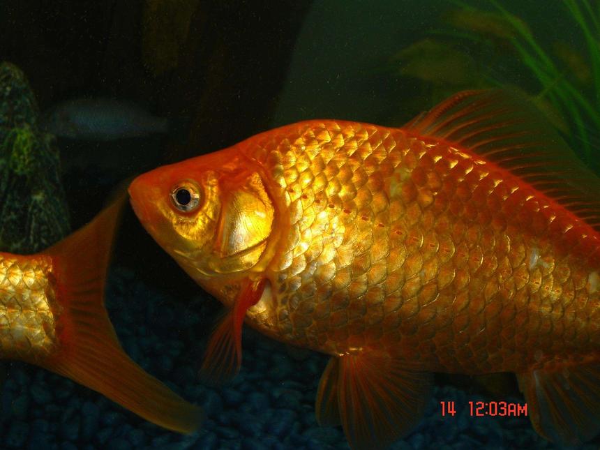 Rated #2076: Freshwater Fish - Carassius Auratus - Goldfish Stocking In 10 Gallons Tank - My wonderful common goldfish. I have them in a 75 Gallon with four dojo loaches. To regular dojos and 2 gold. The goldfish are about 3 years old. Once on the fourth of July the power went out here and it was over 100 dg according to the thermometer on the goldfish tank because the air conditioner was not working. So I got a straw and blew bubbles till I passed out in my room from 12-3 am and constantly got big bags of what ice was left over in the freezer and put them in the tank to do my best to save the goldfish. After the first day and night I went to buy a battery operated air pump and the rest survived. I lost 7 fish to that black out and 2 goldfish. These are the remaining two. And now they are nice happy and big! thanks