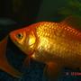 freshwater fish - carassius auratus - goldfish stocking in 10 gallons tank - My wonderful common goldfish. I have them in a 75 Gallon with four dojo loaches. To regular dojos and 2 gold. The goldfish are about 3 years old. Once on the fourth of July the power went out here and it was over 100 dg according to the thermometer on the goldfish tank because the air conditioner was not working. So I got a straw and blew bubbles till I passed out in my room from 12-3 am and constantly got big bags of what ice was left over in the freezer and put them in the tank to do my best to save the goldfish. After the first day and night I went to buy a battery operated air pump and the rest survived. I lost 7 fish to that black out and 2 goldfish. These are the remaining two. And now they are nice happy and big! thanks