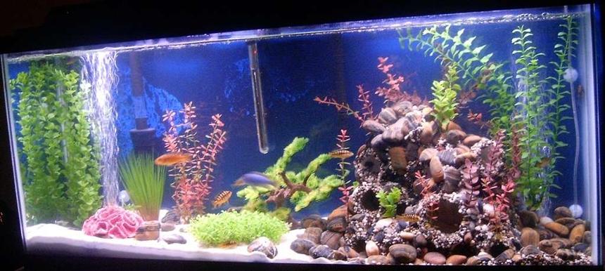 Rated #141: 55 Gallons Freshwater Fish Tank - 55 Gallon Lake Malawi tank. I built the rock structure out of PVC pipe, rock, aquarium silicone, hot glue, gravel and plants. There is rock and gravel surrounding the structure, fading into white sand on the other side of the tank. The population consists of 1 Large male ice blue zebra, 3 females, 5 female bumblebee cichlid (we have a large male on his way in two weeks). There are also 2 upsidedown catfish, 3 various colored cory cats, 2 plecostemous, a chocolate, and a sailfinned marbled (one will go into the next tank, I got a great bargain on the chocolate recently), and two red clawed crabs.