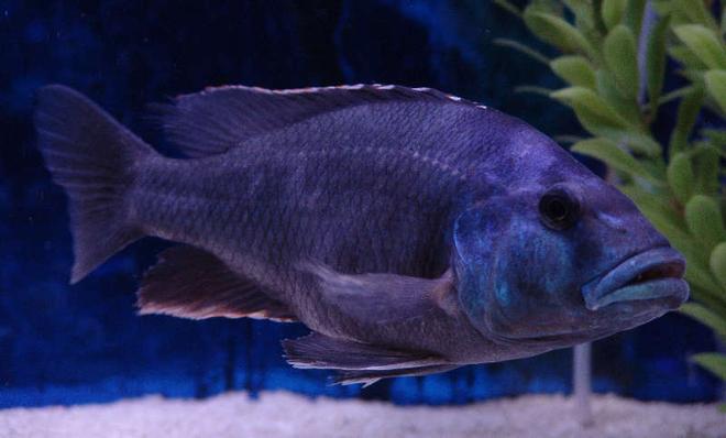 freshwater fish - nimbochromis livingstonii - livingstoni stocking in 125 gallons tank - male Nimbochromis livingstoni