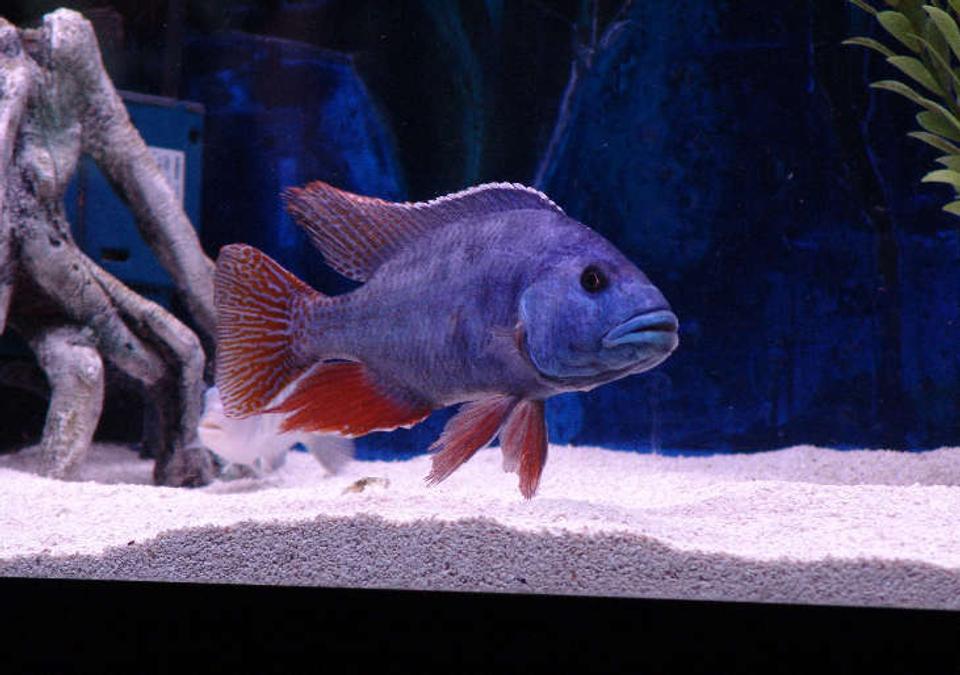 freshwater fish - nimbochromis fuscotaeniatus - fusco stocking in 125 gallons tank - male Nimbochromis Fuscotaeniatus