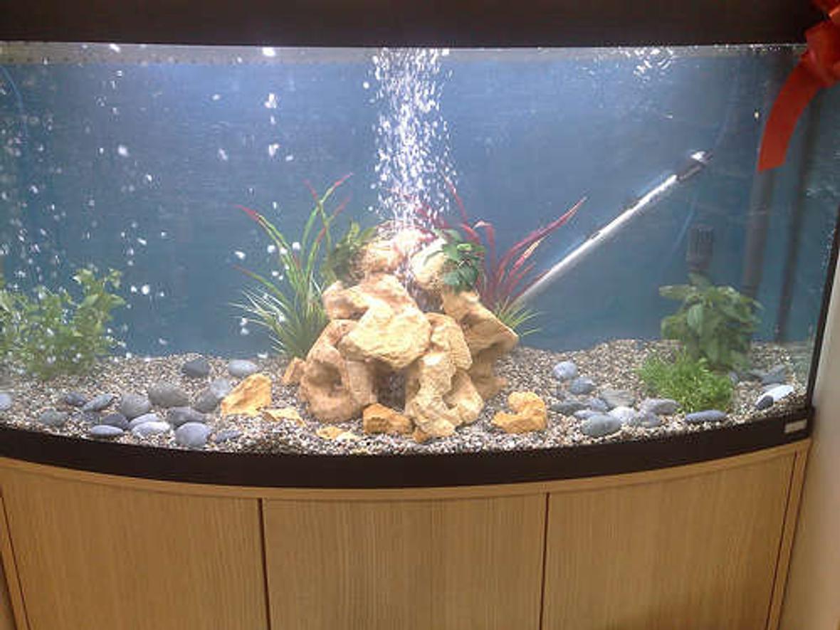 68 gallons freshwater fish tank (mostly fish and non-living decorations) - vicenza 260 tank with bubles what you think? rate me please