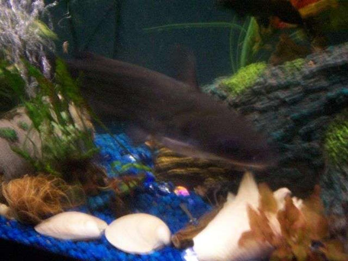 55 gallons freshwater fish tank (mostly fish and non-living decorations) - 12 inch blue channel cat