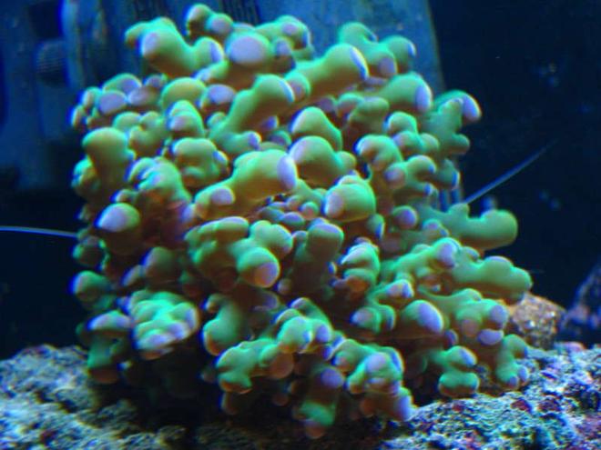 corals inverts - euphyllia paradivisa - frogspawn coral stocking in 65 gallons tank - Frogspawn