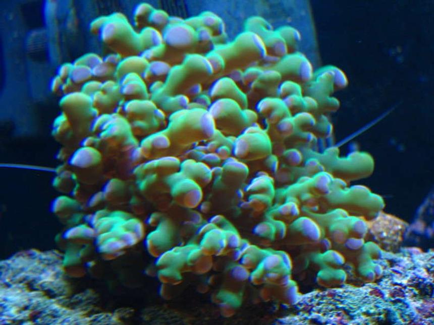 Rated #37: Corals Inverts - Euphyllia Paradivisa - Frogspawn Coral Stocking In 65 Gallons Tank - Frogspawn