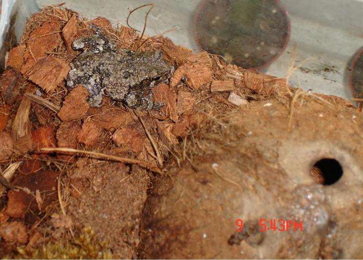 fish tank picture - My gray tree frogs in my tank!