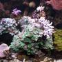 corals inverts - caulastrea furcata - candy cane coral stocking in 95 gallons tank - Love This Rock!!!