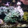 corals inverts - zoanthus sp. - green polyps stocking in 95 gallons tank - Rude's tank