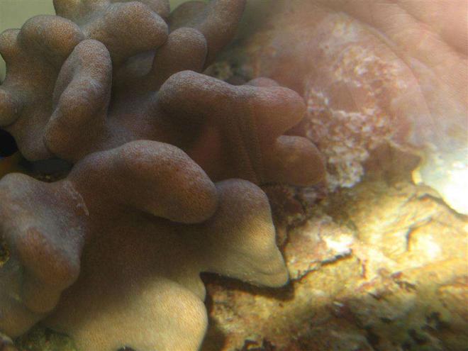 corals inverts - stylophora spp. - stylophora coral stocking in 4 gallons tank - Coral