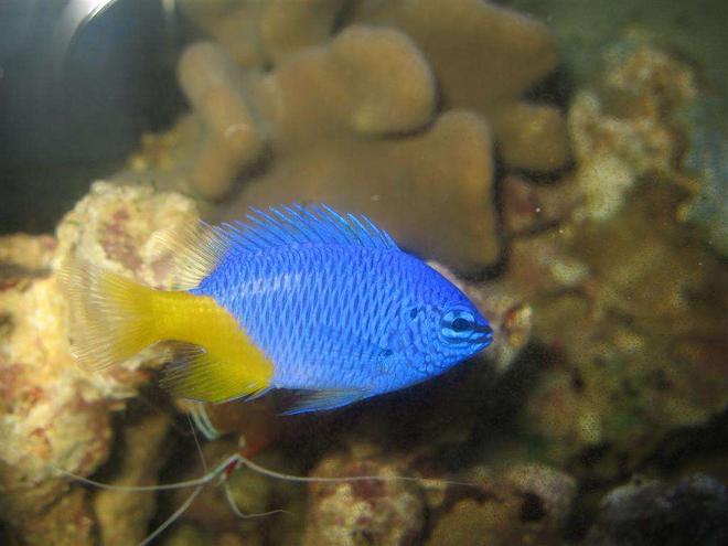saltwater fish - chrysiptera parasema - yellowtail damselfish stocking in 4 gallons tank - Yellow Tailed Damsel