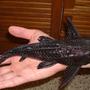 freshwater fish - hypostomus plecostomus - common pleco stocking in 138 gallons tank - my 30 cm (12") common pleco