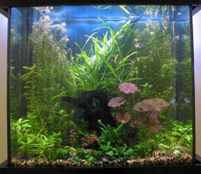 30 gallons planted tank (mostly live plants and fish) - 30 gallon, community, planted tank