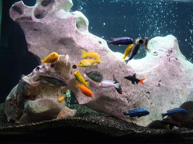 138 gallons freshwater fish tank (mostly fish and non-living decorations) - feeding time