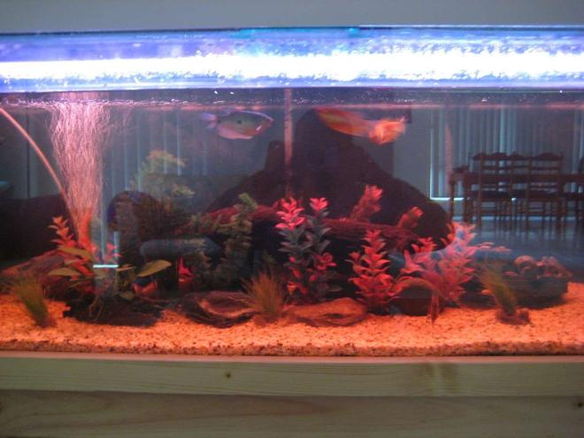 75 gallons freshwater fish tank (mostly fish and non-living decorations) - 55 Gallons Tank with orange,red and green plants as feature. After 8 weeks and now with 6 clownloach and 3 gouramis.