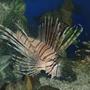 saltwater fish - pterois volitans - volitan lionfish stocking in 75 gallons tank - The Ghost