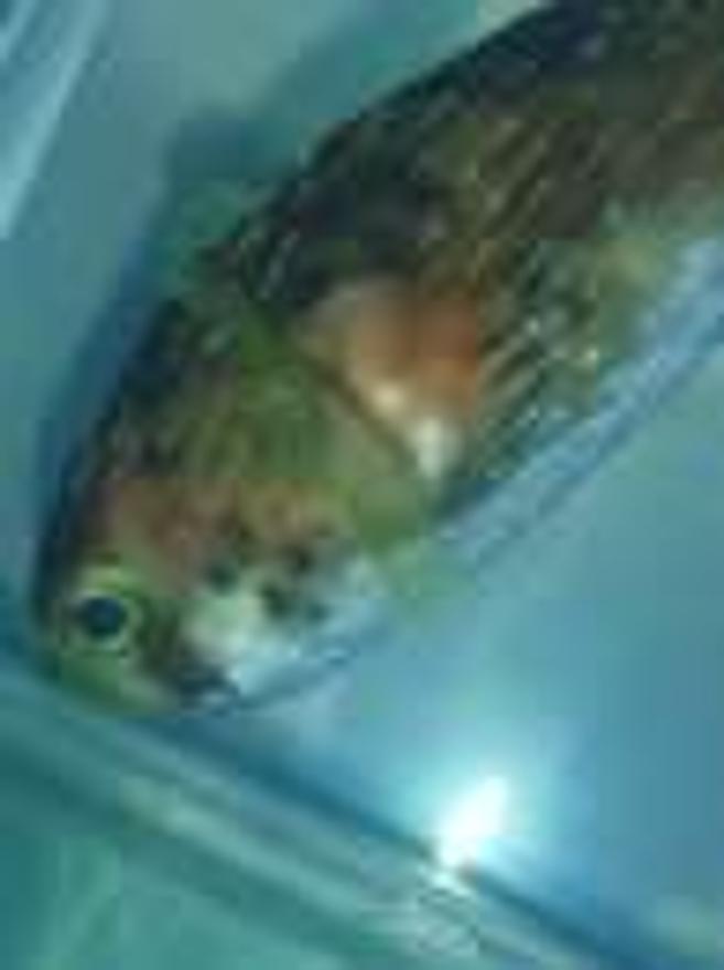 saltwater fish - diodon holocanthus - porcupine puffer stocking in 75 gallons tank - Our puffer.....Before getting stung by the lion fish.  He ended up dying 3 days after getting stung.