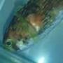 saltwater fish - diodon holocanthus - porcupine puffer stocking in 75 gallons tank - Our puffer.....Before getting stung by the lion fish. He ended up dying 3 days after getting stung.