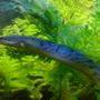 freshwater fish - polypterus delhezi - delhezi bichir stocking in 48 gallons tank - The monster that lies beneath! The stunning Delhezi birchir, is such an interesting species, is currently about 6 inches long, and a joy to have