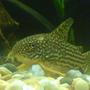 freshwater fish - corydoras sterbai - sterba's cory stocking in 48 gallons tank - Cute Sterbai Cory