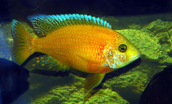 freshwater fish - aulonocara sp. - dragon blood peacock stocking in 169 gallons tank - Dragon Blood Peacock