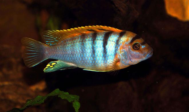 freshwater fish - labidochromis sp. - hongi stocking in 169 gallons tank - Hongi