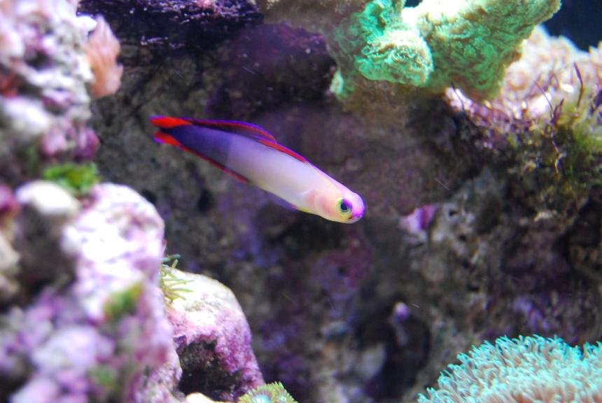 Rated #65: Saltwater Fish - Nemateleotris Decora - Firefish, Purple Stocking In 15 Gallons Tank - Purple Fire Goby