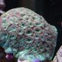 corals inverts - favites sp. - moon favia stocking in 15 gallons tank - Favia