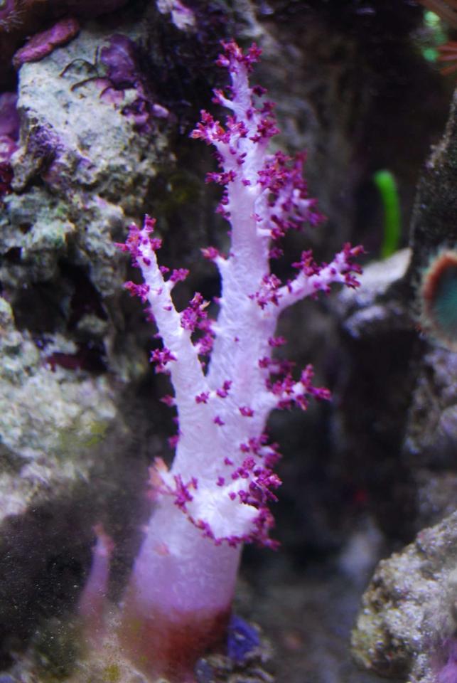corals inverts - dendronephthya sp. - carnation tree coral stocking in 15 gallons tank - Soft Tree Coral